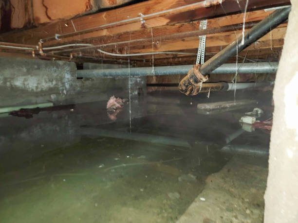 Best Carpet water damage restoration  in Navassa, NC