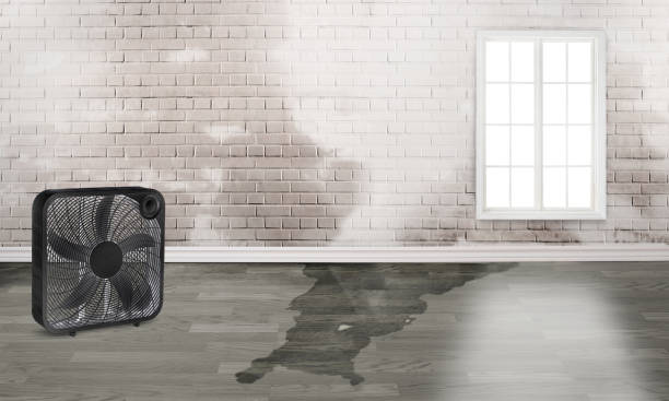 Best Professional water damage repair  in Navassa, NC